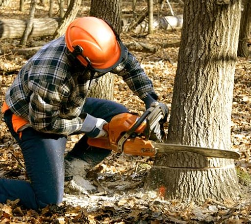 Tree Removal in Portland, NY